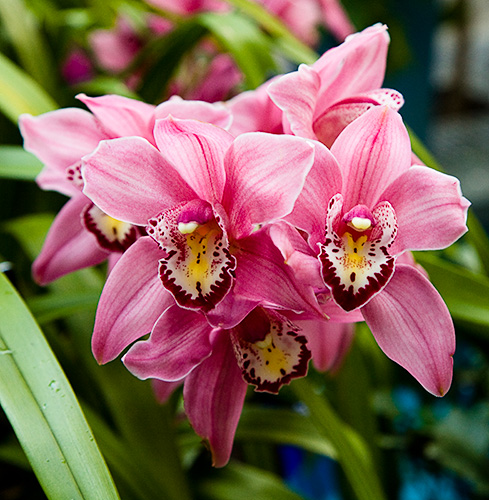 http://orhidee.ucoz.ru/orchid_6.jpg